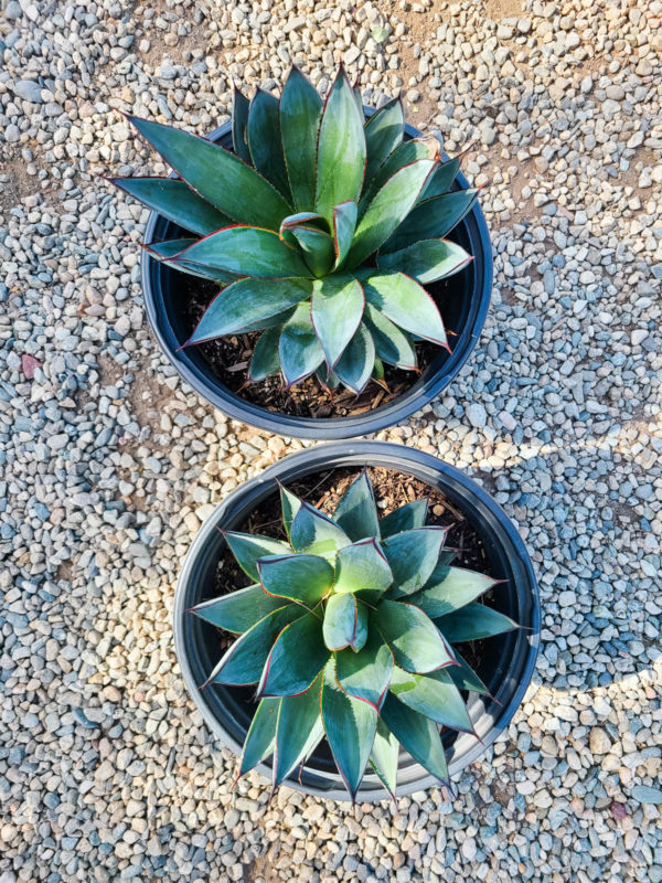 Blue Glow Agave