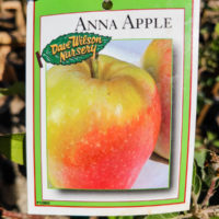 Anna Apple