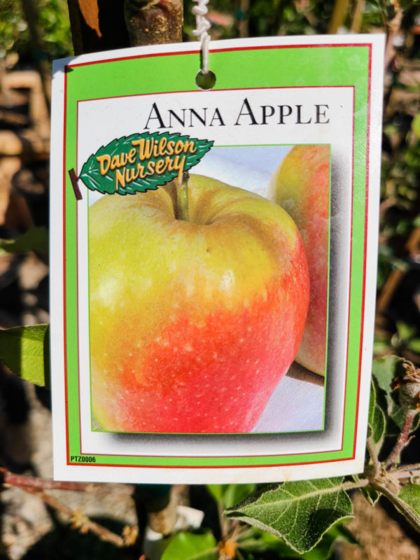 Anna Apple