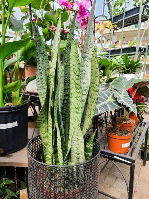 Snake Plant