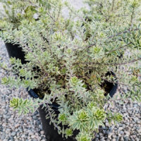 Coast Rosemary