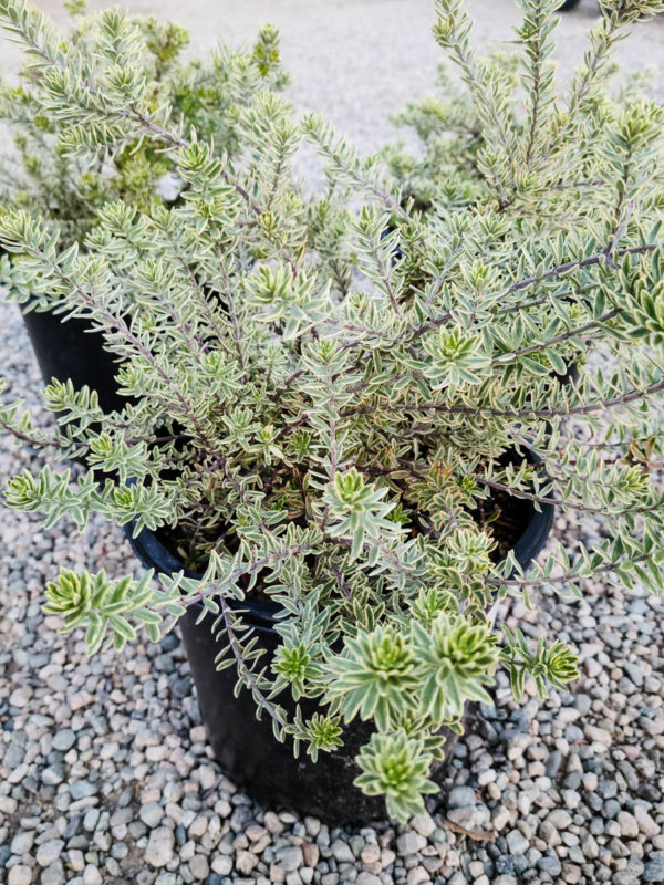 Coast Rosemary