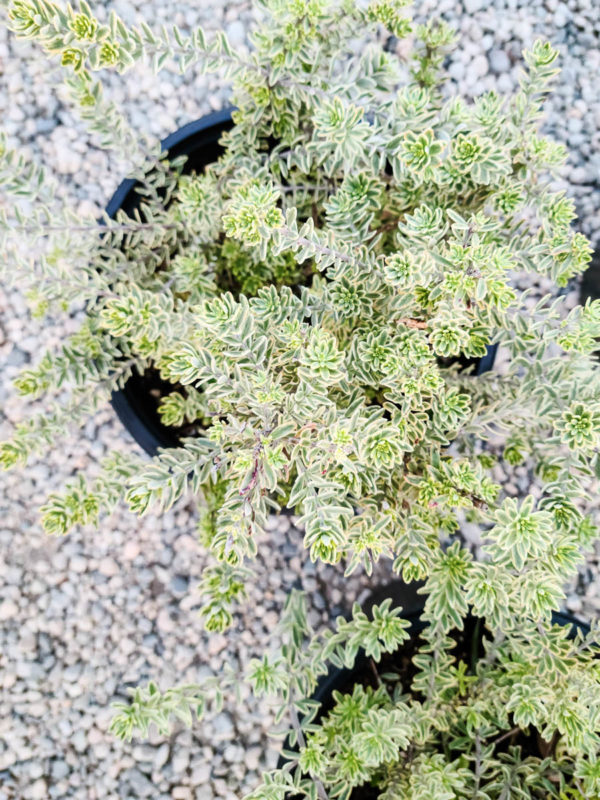 Coast Rosemary