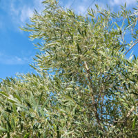 Majestic Beauty Fruitless Olive