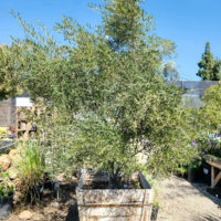 Majestic Beauty Fruitless Olive