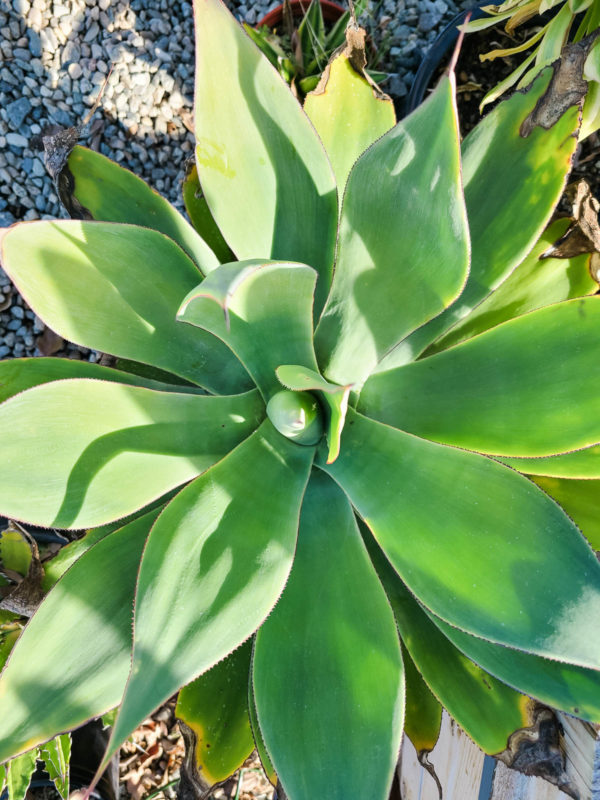 Blue Flame Agave