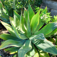 Blue Flame Agave