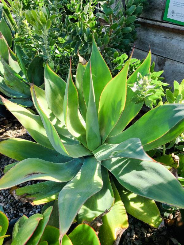 Blue Flame Agave