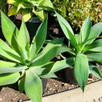 Blue Flame Agave
