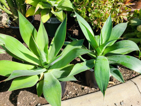 Blue Flame Agave