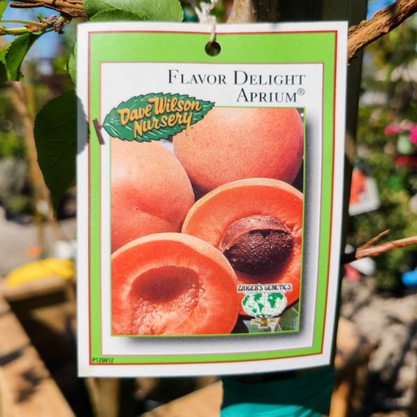 Flavor Delight Aprium