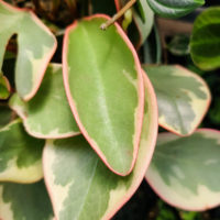 Peperomia Ginny