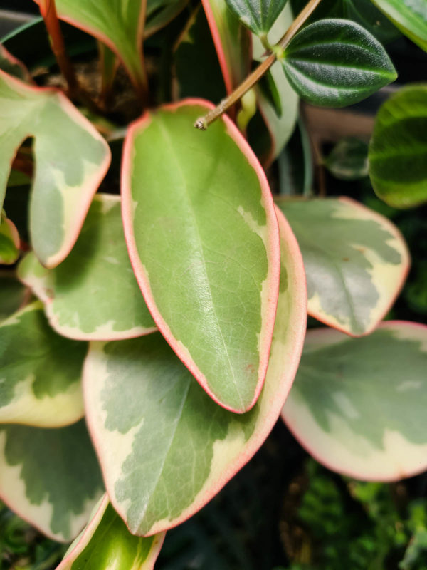 Peperomia Ginny