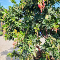 Strawberry tree