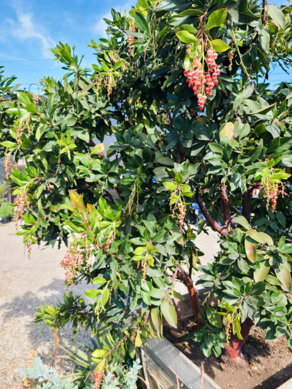 Strawberry tree