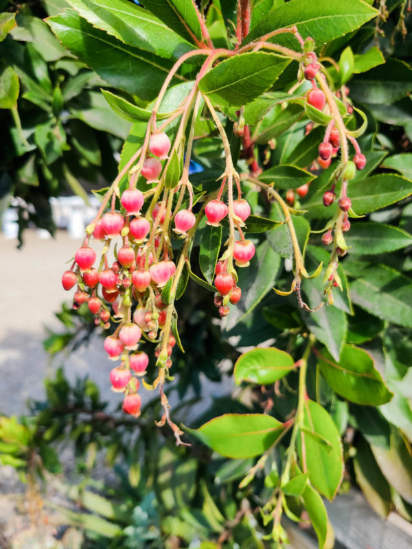 Strawberry tree